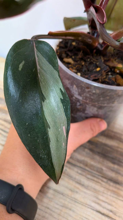 Philodendron Red Anderson - Adozione Speciale