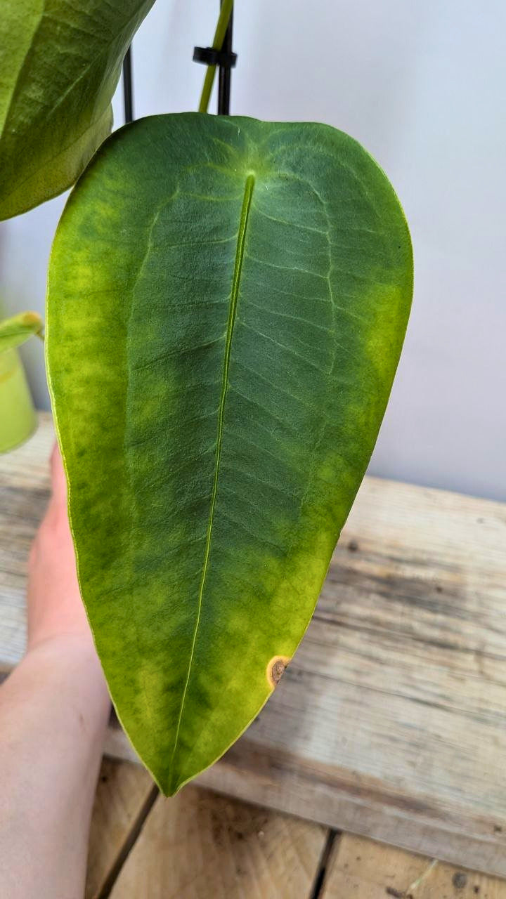 Anthurium Peltigerum - Adozione Speciale