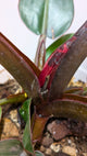 Philodendron Red Cherry 2 - Adozione Speciale