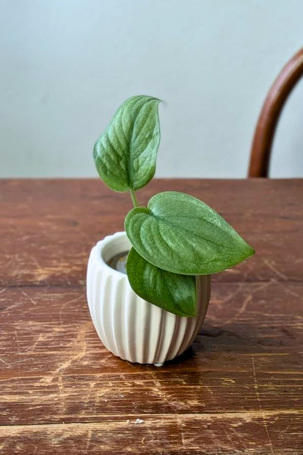 Scindapsus Silver Hero Baby | Pianta adattata all'idrocoltura