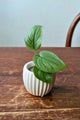 Scindapsus Silver Hero Baby | Pianta adattata all'idrocoltura