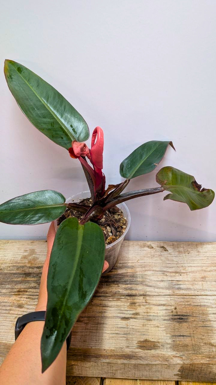 Philodendron Red Cherry 1 - Adozione Speciale