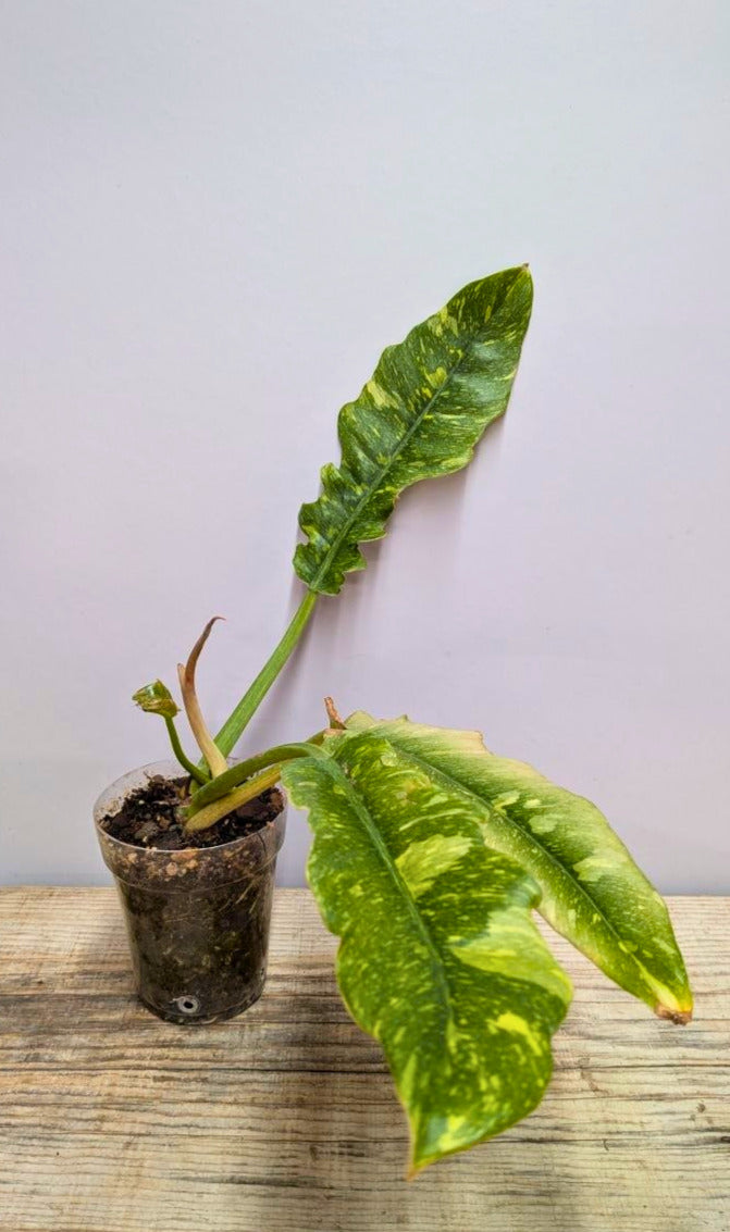Philodendron Ring of Fire 2 - Adozione Speciale