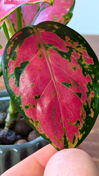 Aglaonema ‘Lucky Red’ | Pianta adattata all'idrocoltura