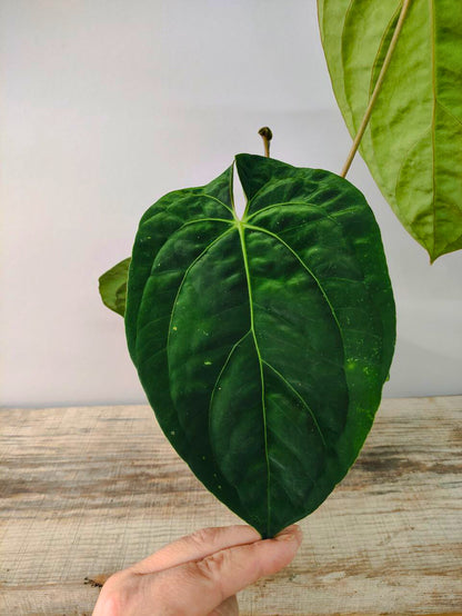 Anthurium Dark Phoenix - XL - Foglie scure e vellutate