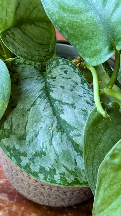 Scindapsus ‘Silver Hero’ × ‘Silver Lady’ | Mix adattato all'idrocoltura