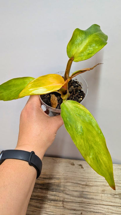 Philodendron Orange Marmalade 3- Adozione Speciale
