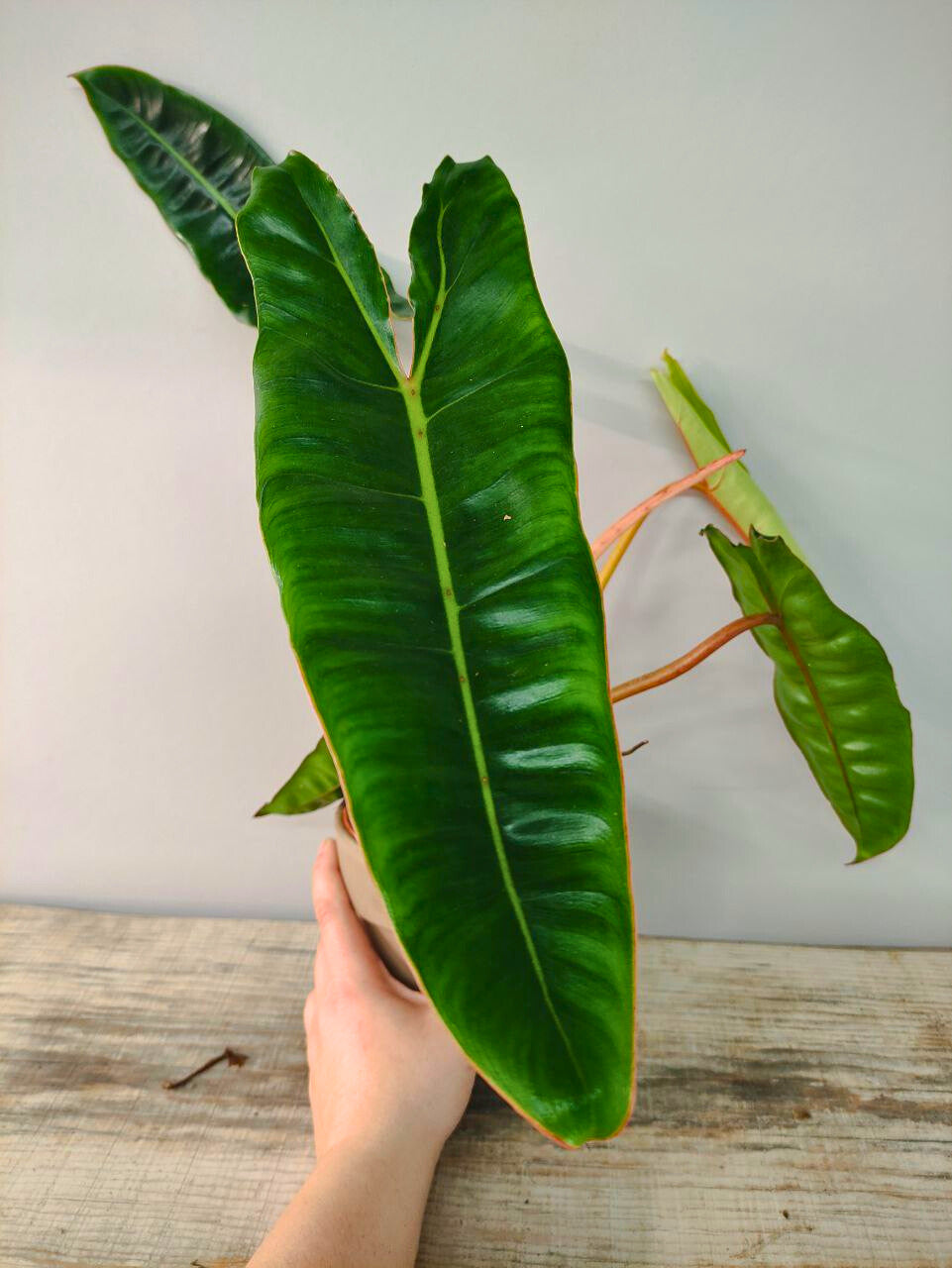 Philodendron Billietiae – Foglie allungate e piccioli arancio