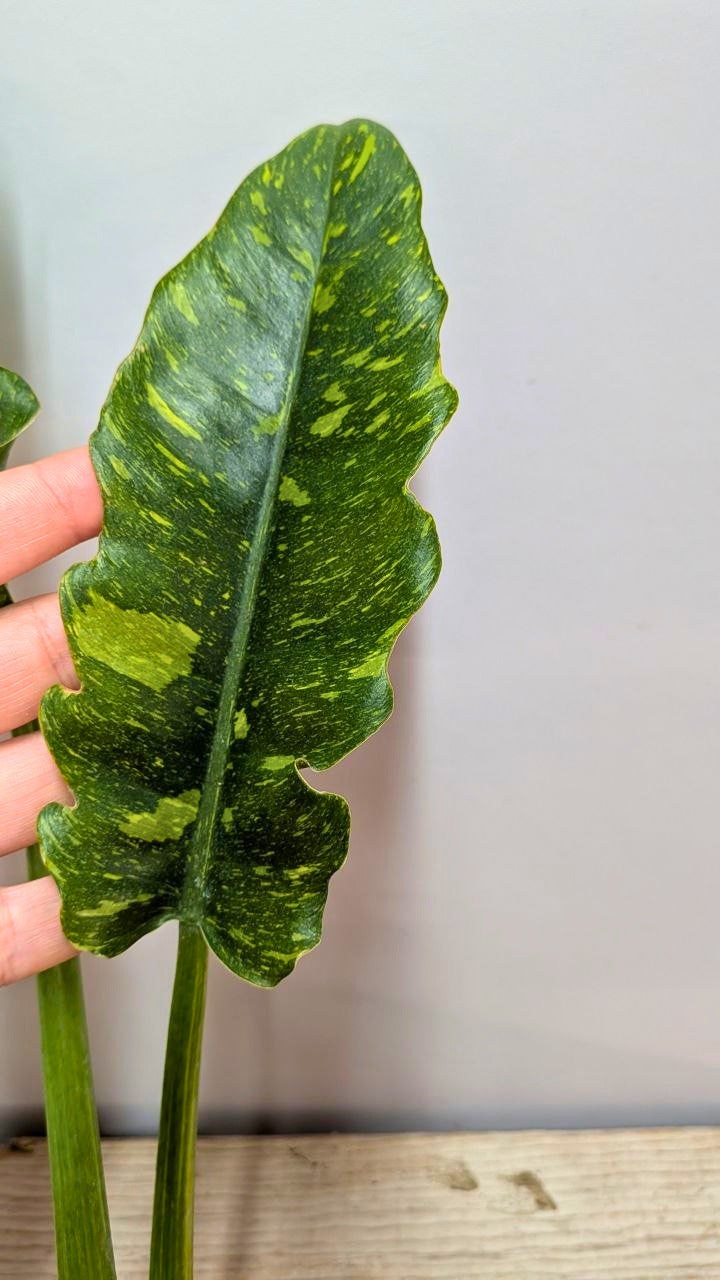 Philodendron Ring of Fire 1 - Adozione Speciale