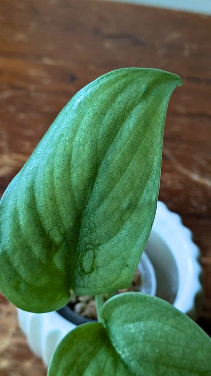 Scindapsus Silver Hero Baby | Pianta adattata all'idrocoltura