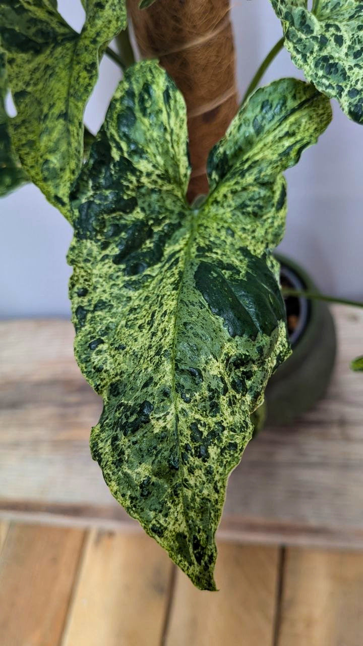 Syngonium Mojito