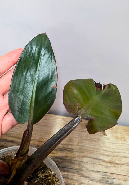 Philodendron Red Cherry 1 - Adozione Speciale