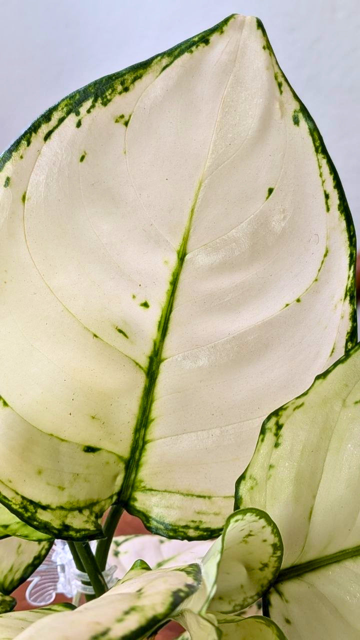 Aglaonema ‘White Joy’ | Pianta adattata all'idrocoltura