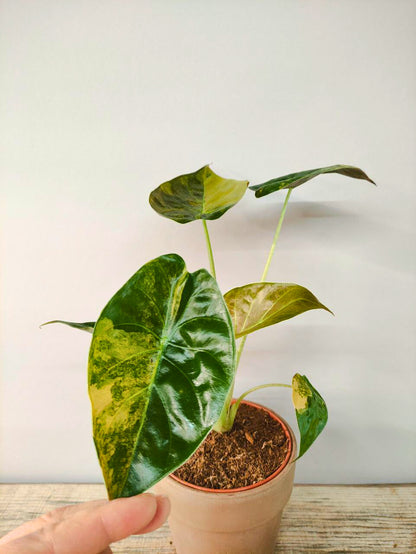 Alocasia Wendtii Variegata – Foglie esotiche dalle sfumature uniche
