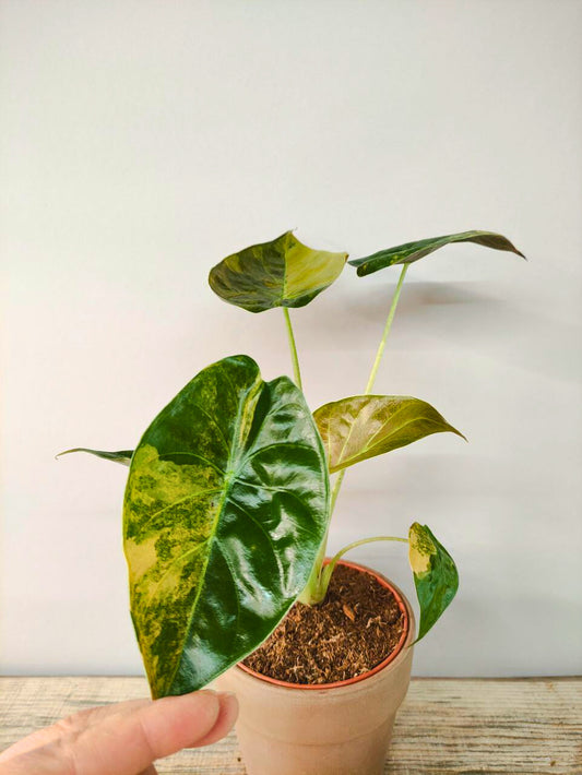 Alocasia Wendtii Variegata – Foglie esotiche dalle sfumature uniche