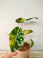 Alocasia Wendtii Variegata – Foglie Esotiche Sfumature | Aracearium