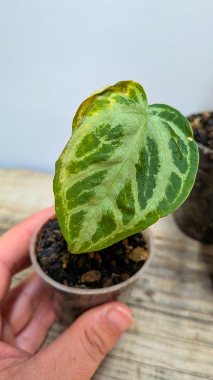 Pacchetto Baby Anthurium 2- Piante da Recupero