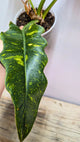 Philodendron Ring of Fire 1 - Adozione Speciale