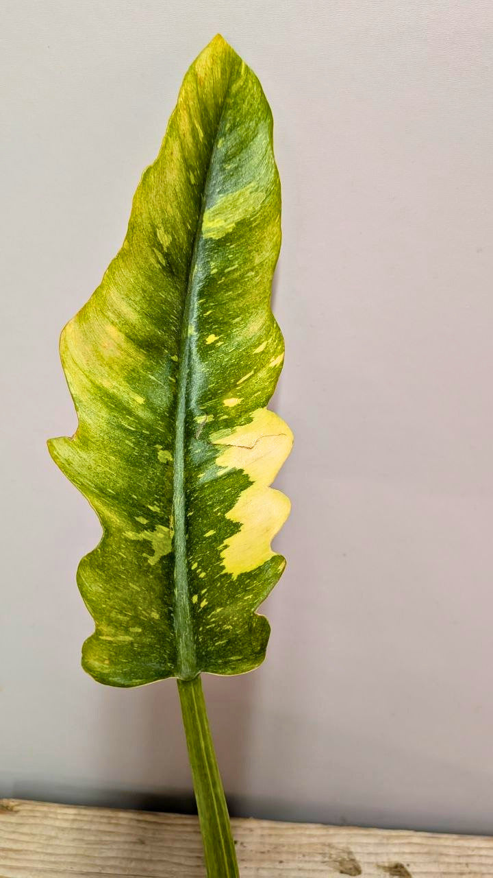 Philodendron Ring of Fire 3 - Adozione Speciale