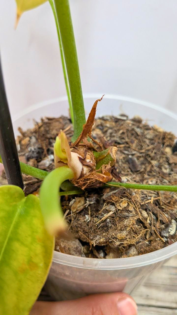 Anthurium Peltigerum - Adozione Speciale