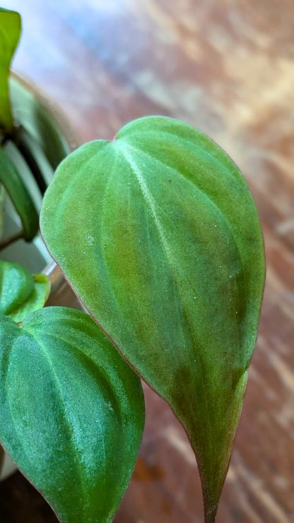 Philodendron micans | Pianta adattata all'idrocoltura