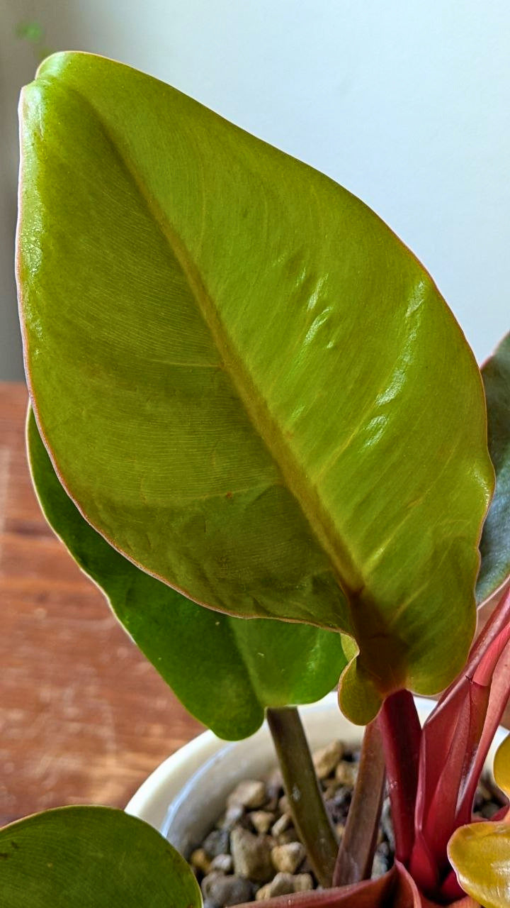 Philodendron ‘Prince of Orange’ | Pianta adattata all'idrocoltura