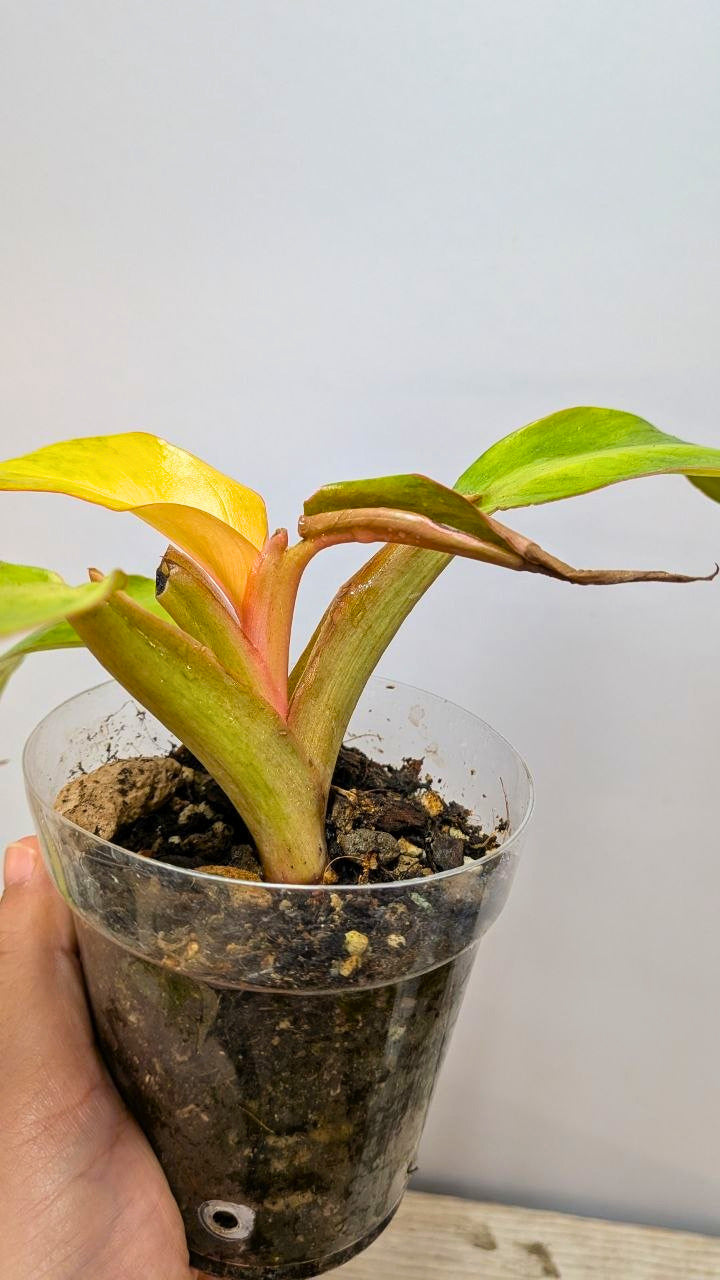 Philodendron Orange Marmalade 3- Adozione Speciale