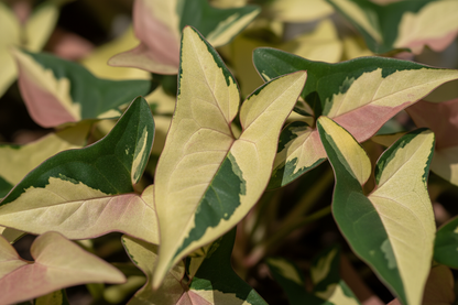 Mi serve del syngonium. Foglia piccola e triangolare. variegature nette, giallo, verde e rosa. 