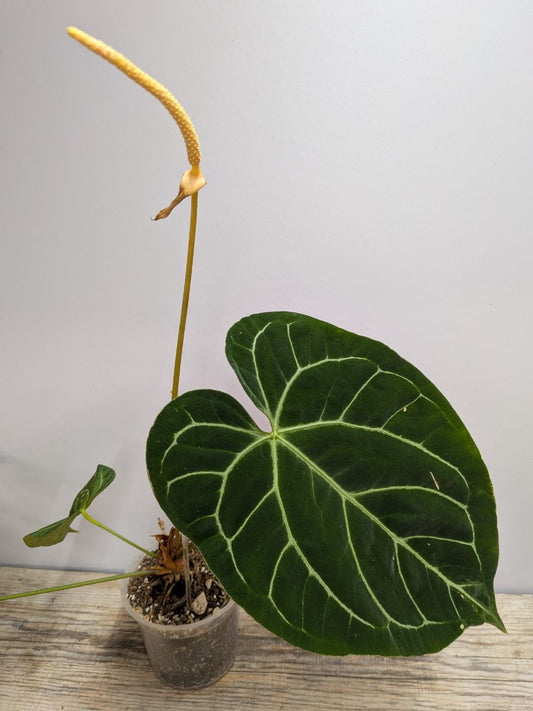 Anthurium Papillilaminum X Magnificum - Adozione Speciale
