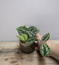 Scindapsus Shimmering Silver – Riflessi argentati luminosi