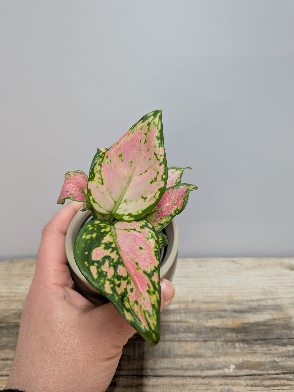 Aglaonema Lucky Red – Colore e Armonia