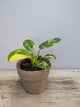 Philodendron Green Congo – Foglie ampie e carattere deciso