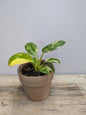 Philodendron Green Congo – Foglie ampie e carattere deciso