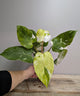 Philodendron Fresh Aurea – Colore Vitalità Tropicale | Aracearium