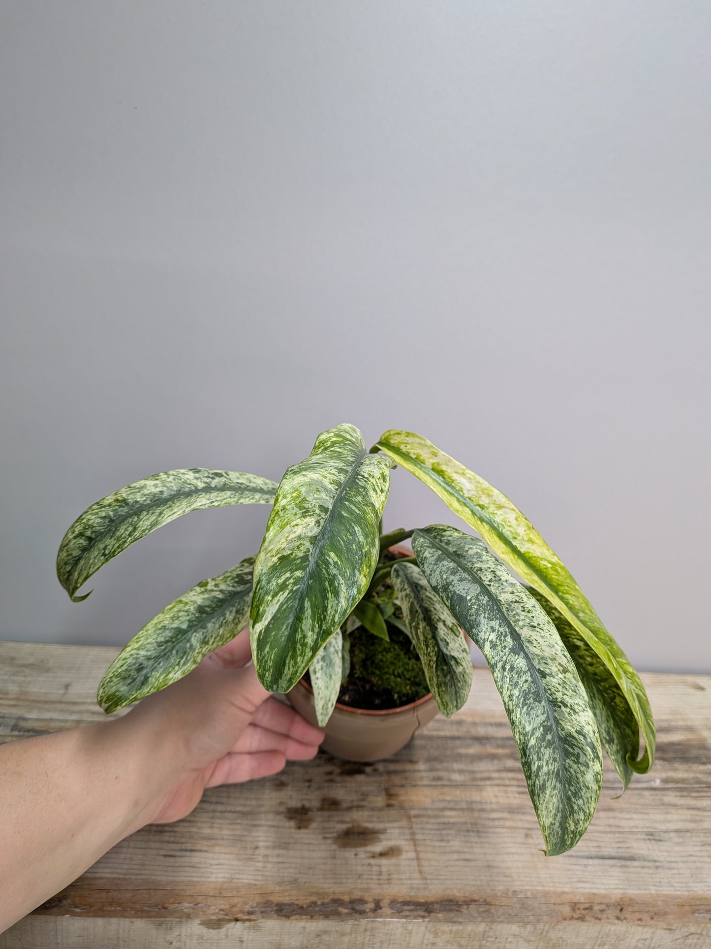 Rhaphidophora Puberula Variegata – Eleganza Rampicante | Aracearium