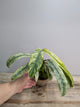 Rhaphidophora Puberula Variegata – Eleganza Rampicante | Aracearium
