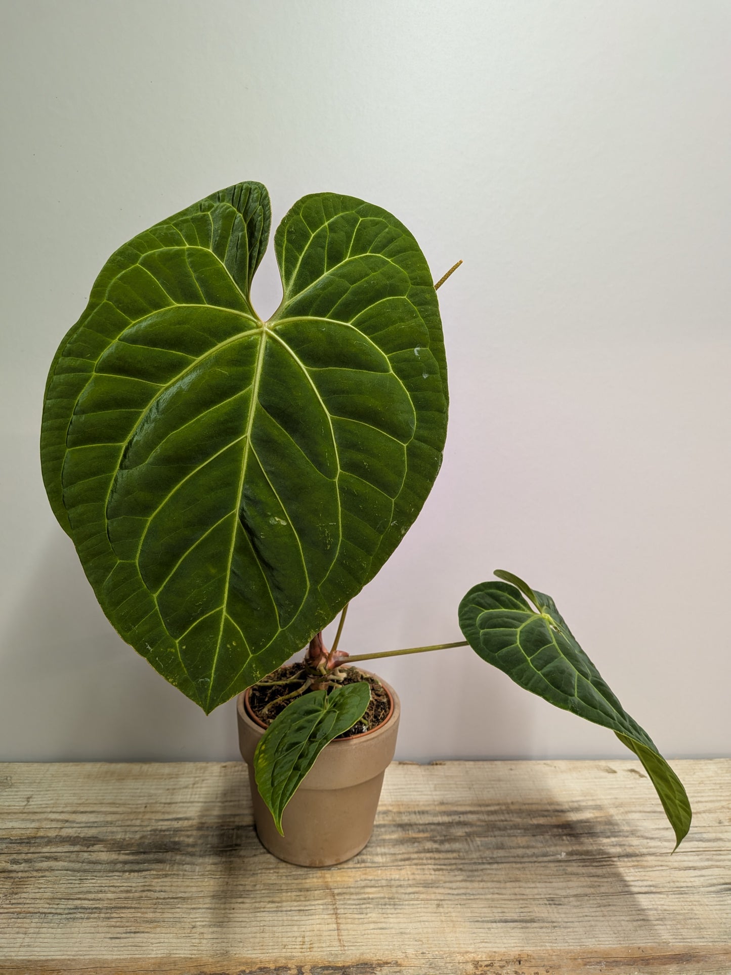 Anthurium Papillilaminum x Magnificum – Velluto Maestosità | Aracearium