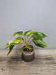 Philodendron Burle-Marxii Variegata – Movimento Leggerezza | Aracearium