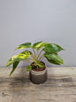 Philodendron Burle-Marxii Variegata – Movimento Leggerezza | Aracearium