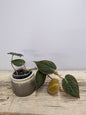 Philodendron Micans – Foglie Vellutate Riflessi Cangianti | Aracearium