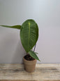 Anthurium Peltigerum – Geometria Botanica e Carattere | Aracearium