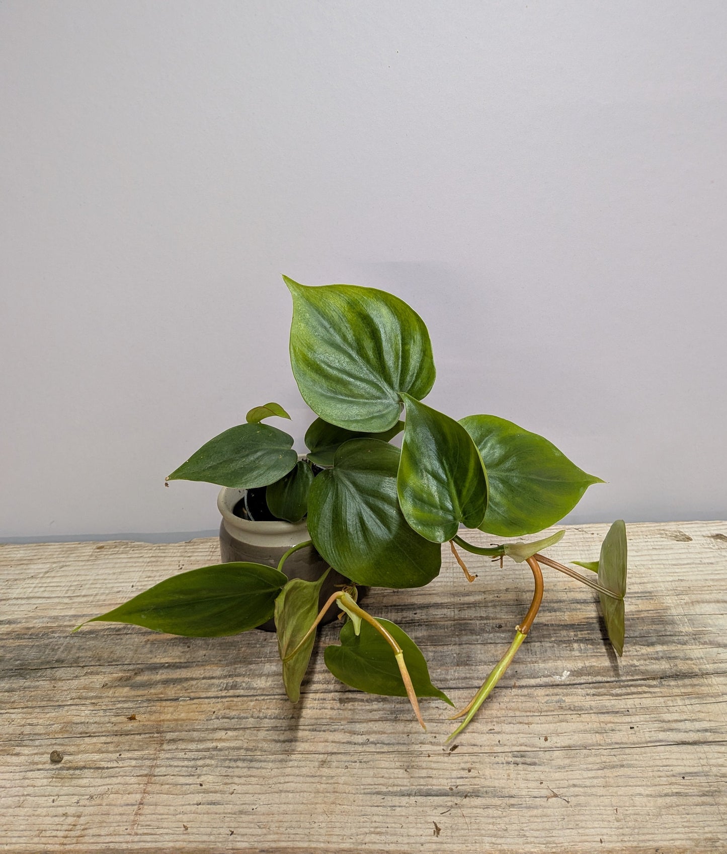 Philodendron Scandens – Pianta Elegante Facile da Curare | Aracearium