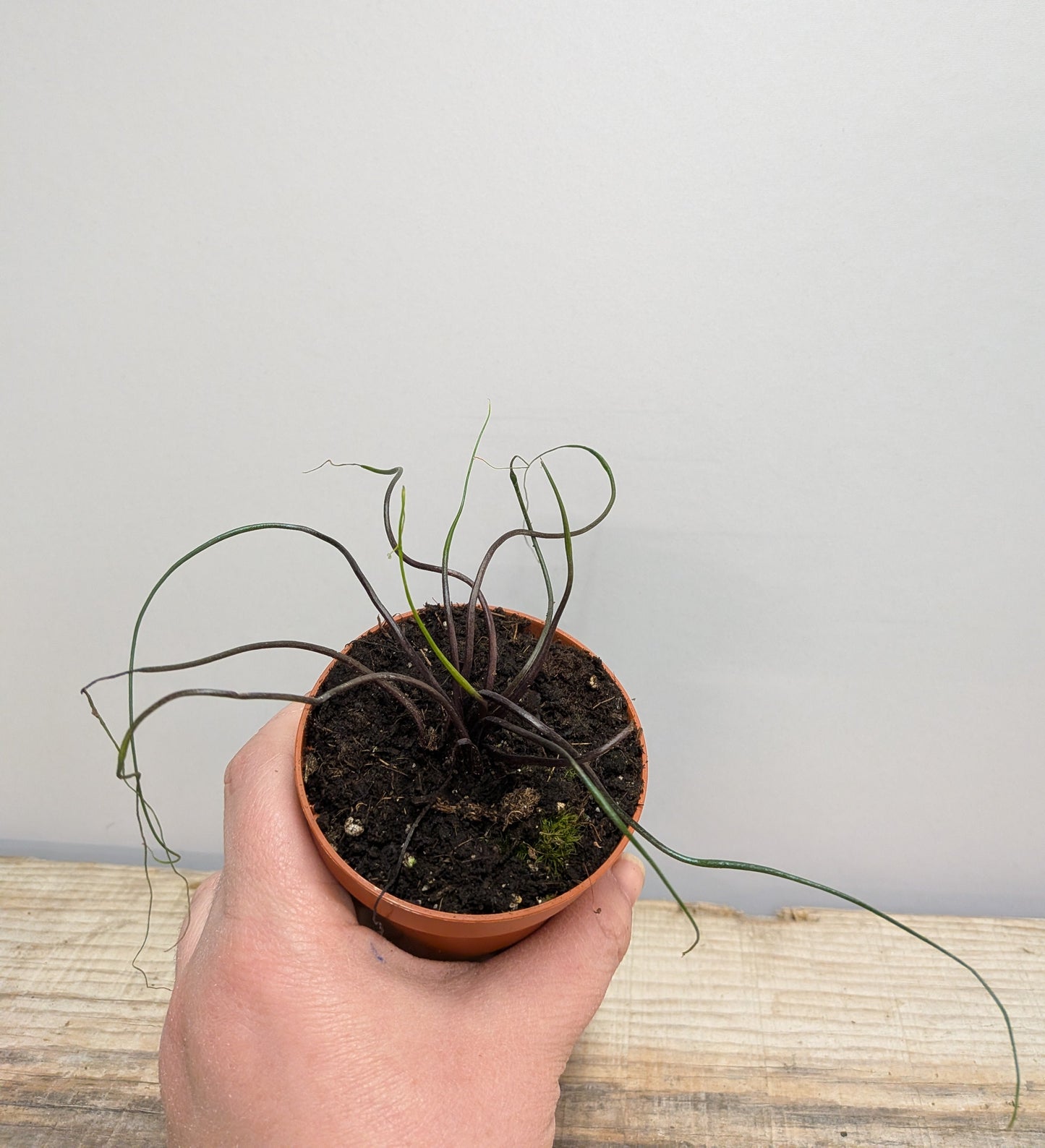 Alocasia Flying Squid – Foglie Scultoree e Movimento | Aracearium