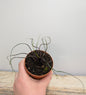 Alocasia Flying Squid – Foglie Scultoree e Movimento | Aracearium