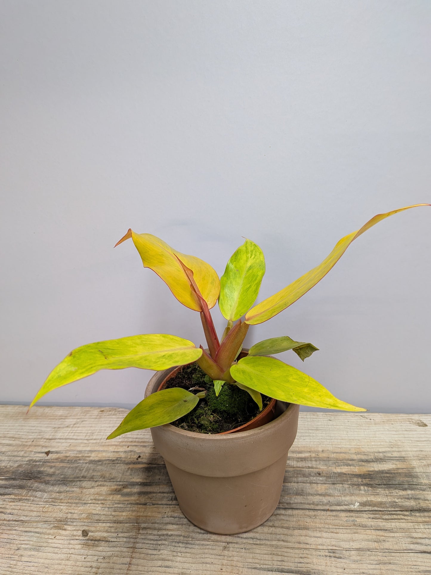 Philodendron Orange Marmalade – Variegature calde e vibranti