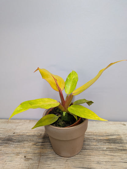 Philodendron Orange Marmalade – Variegature calde e vibranti