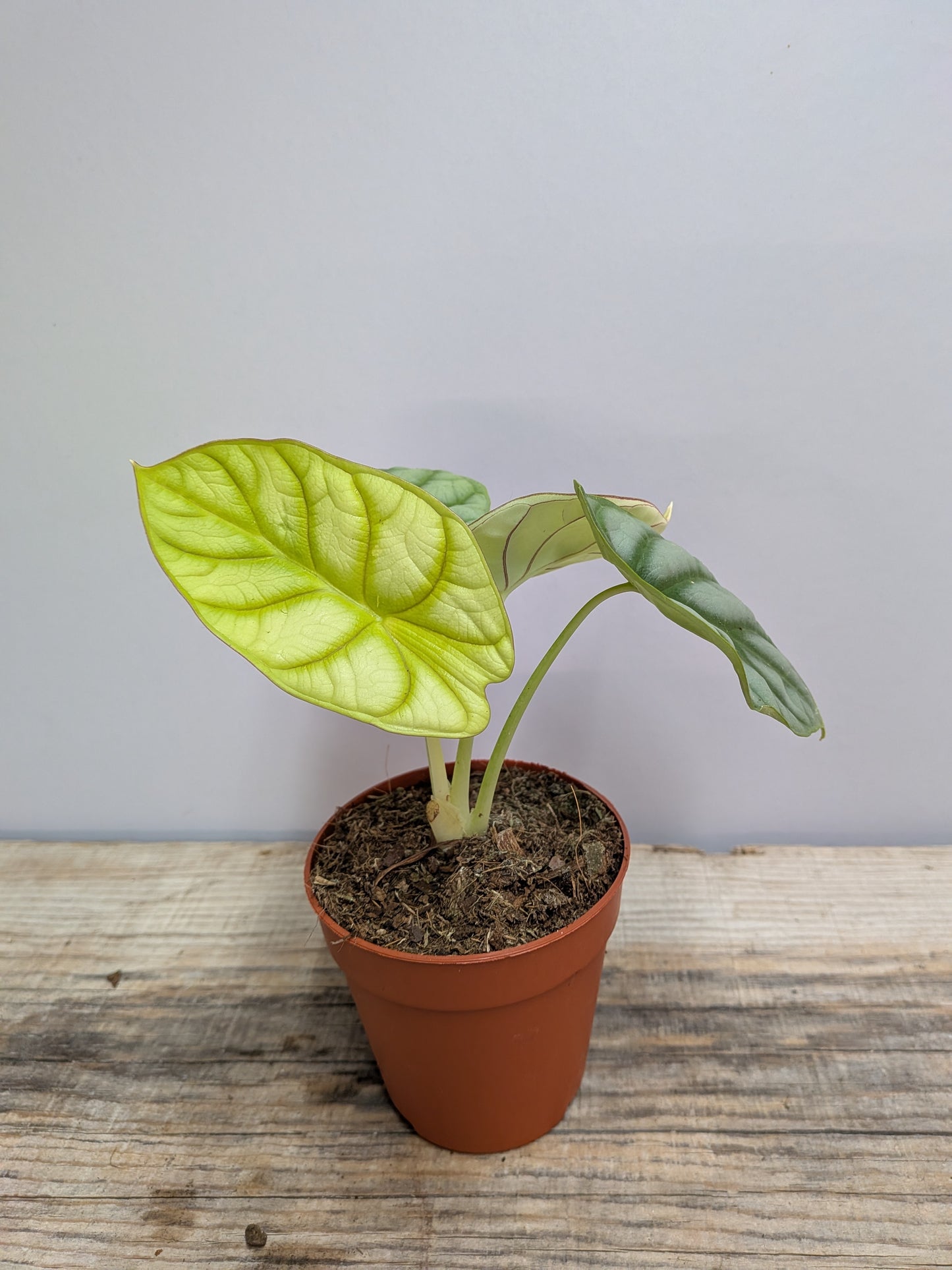 Alocasia Dragon Gold – Riflessi Dorati Tropicali | Aracearium
