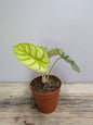 Alocasia Dragon Gold – Riflessi Dorati Tropicali | Aracearium