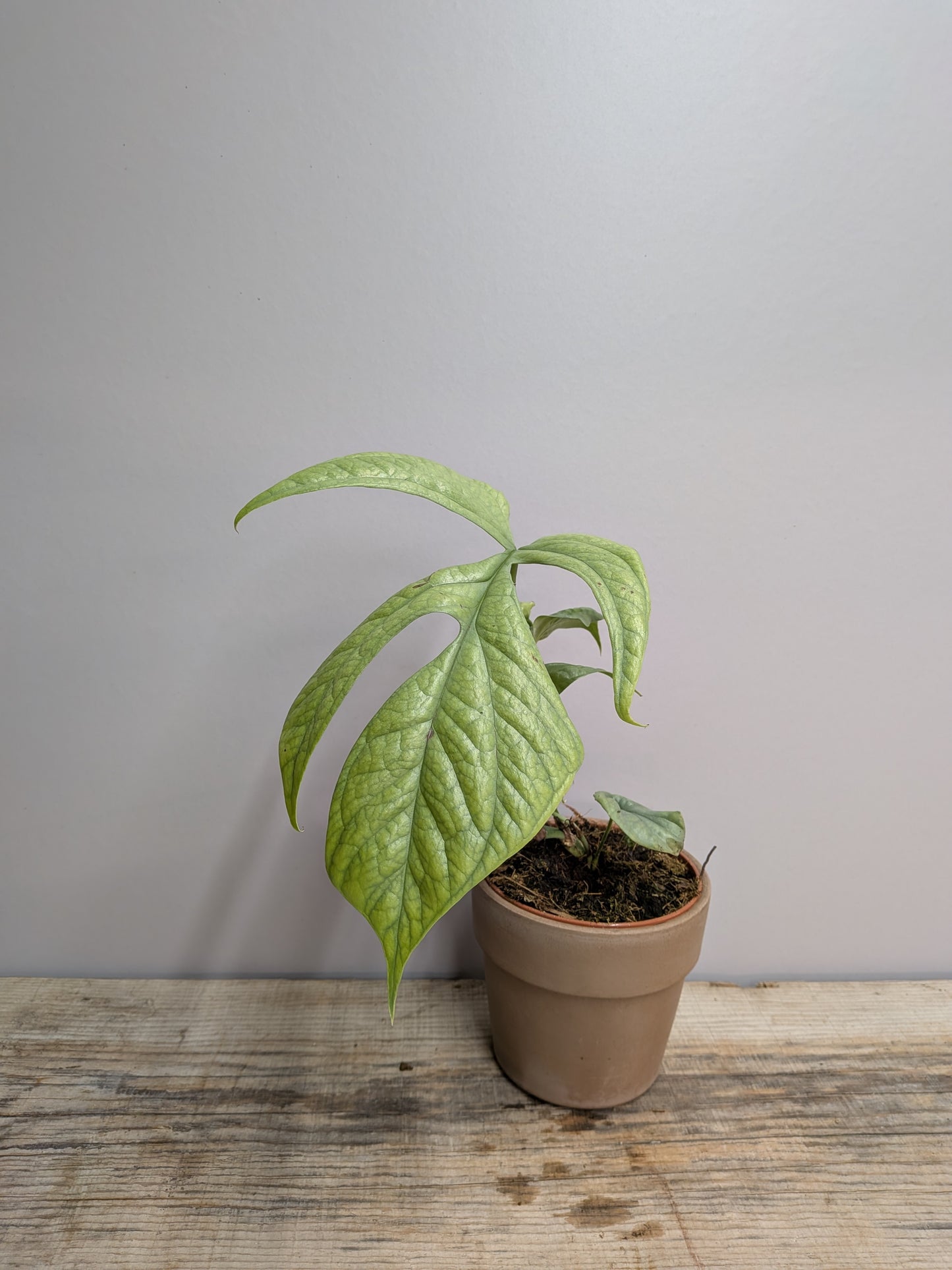 Amydrium Silver – Pianta dal Fogliame Argenteo Metallico | Aracearium