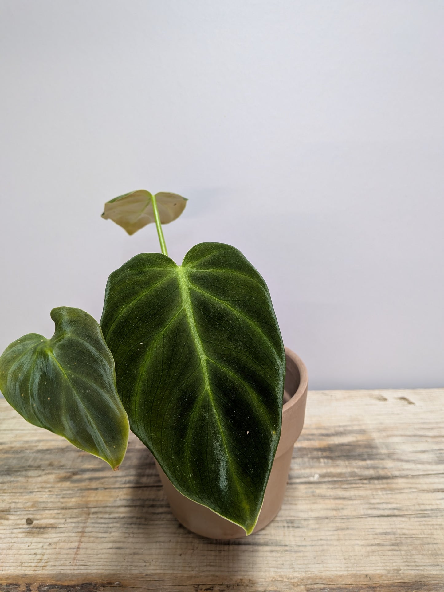 Philodendron Luxurians – Texture Scolpita Carattere Deciso | Aracearium